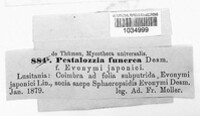 Pestalotia funerea image